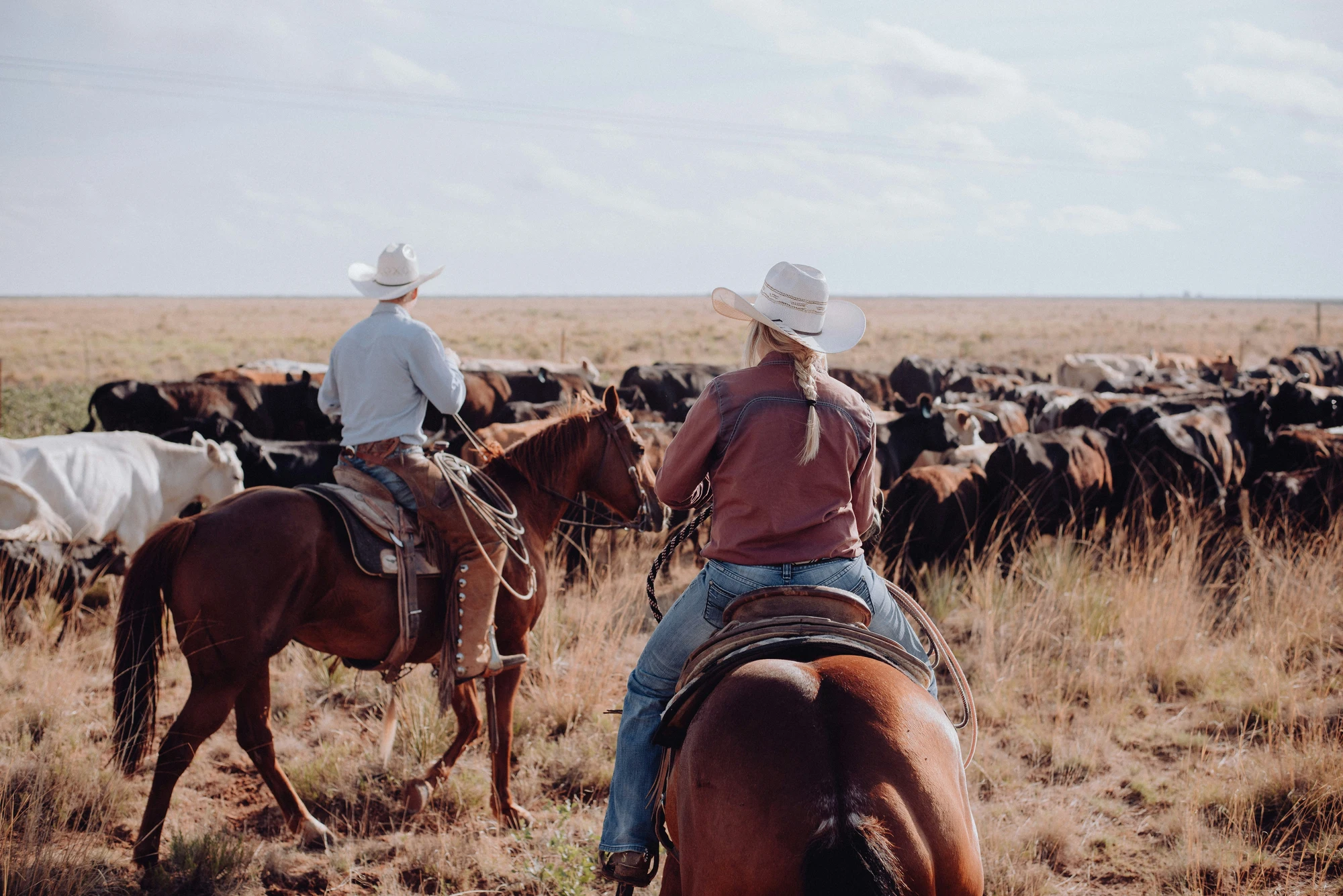Two riders working cattle on horseback